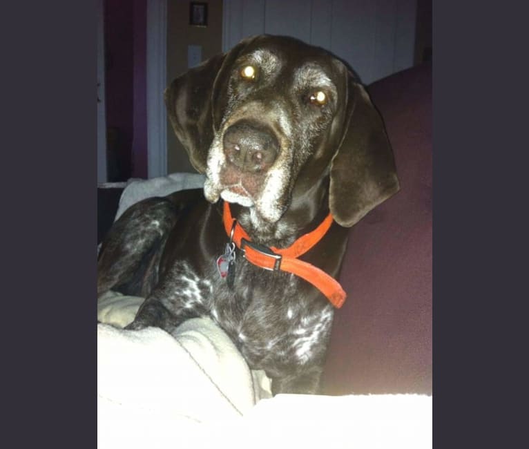 Babe Connington, a German Shorthaired Pointer tested with EmbarkVet.com