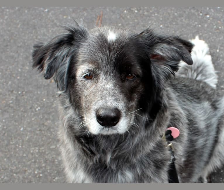 Boomer, an Australian Cattle Dog and Cocker Spaniel mix tested with EmbarkVet.com