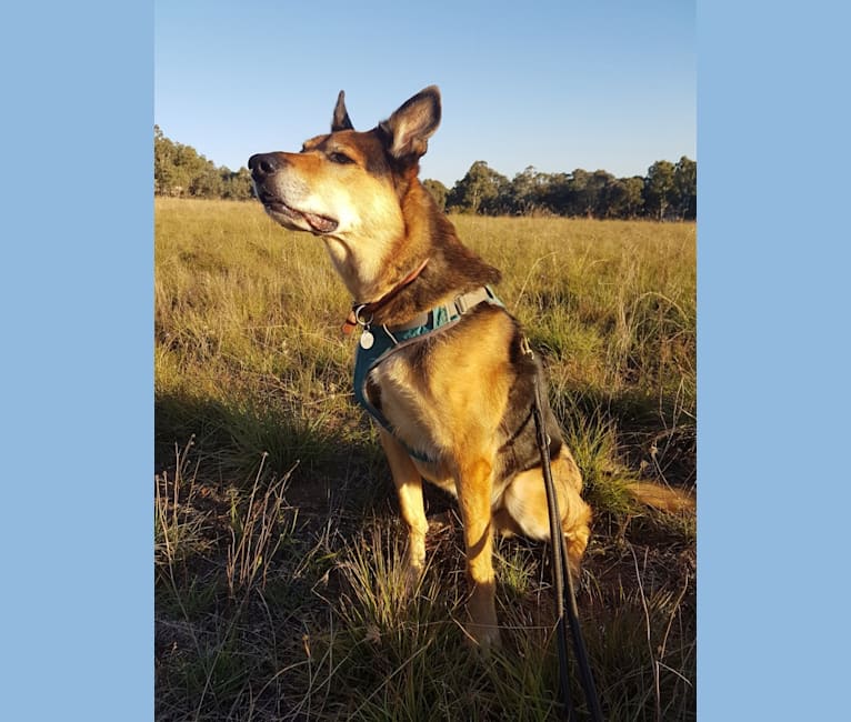 Rohan, an Australian Kelpie and German Shepherd Dog mix tested with EmbarkVet.com