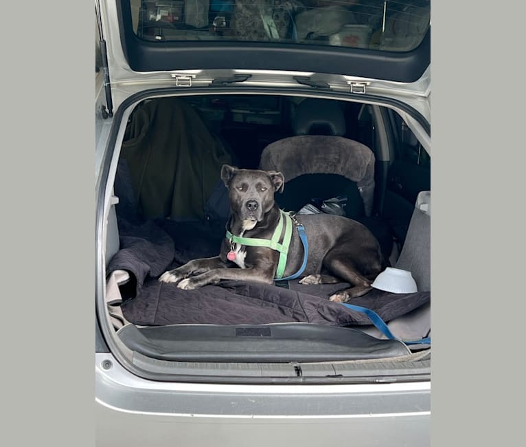 Sasha, an American Pit Bull Terrier and American Staffordshire Terrier mix tested with EmbarkVet.com