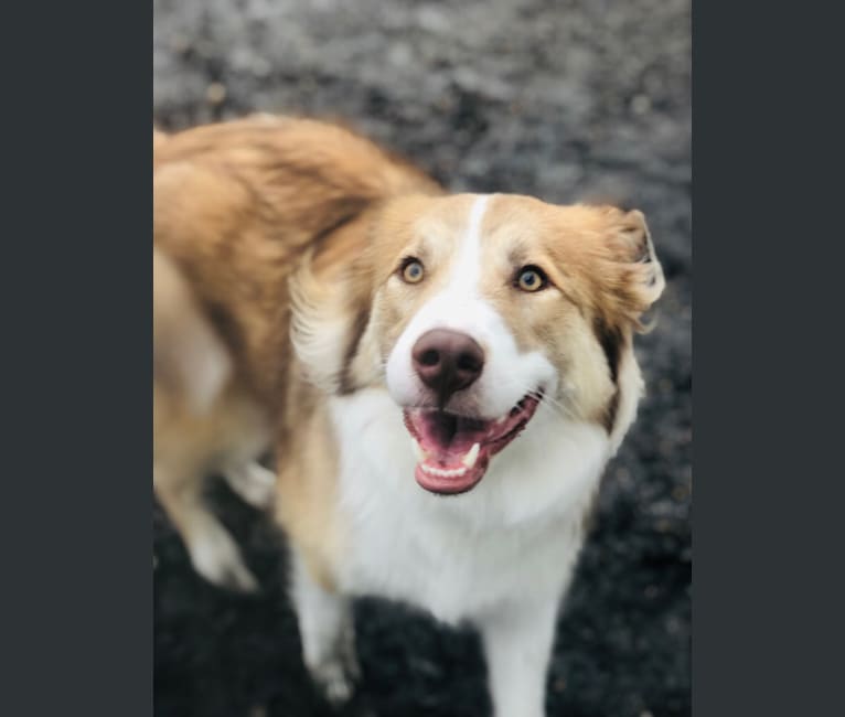 Dakota, an Australian Shepherd and American Pit Bull Terrier mix tested with EmbarkVet.com