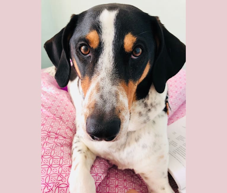 Simon, a Treeing Walker Coonhound and Rat Terrier mix tested with EmbarkVet.com