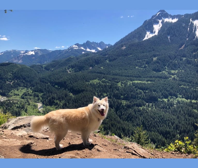 Photo of Mona, a German Shepherd Dog, Samoyed, Siberian Husky, Alaskan Malamute, and Mixed mix in Shoreline, Washington, USA