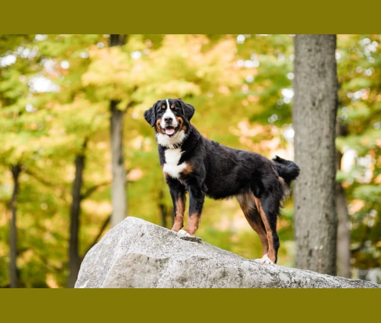 Feta, a Bernese Mountain Dog tested with EmbarkVet.com