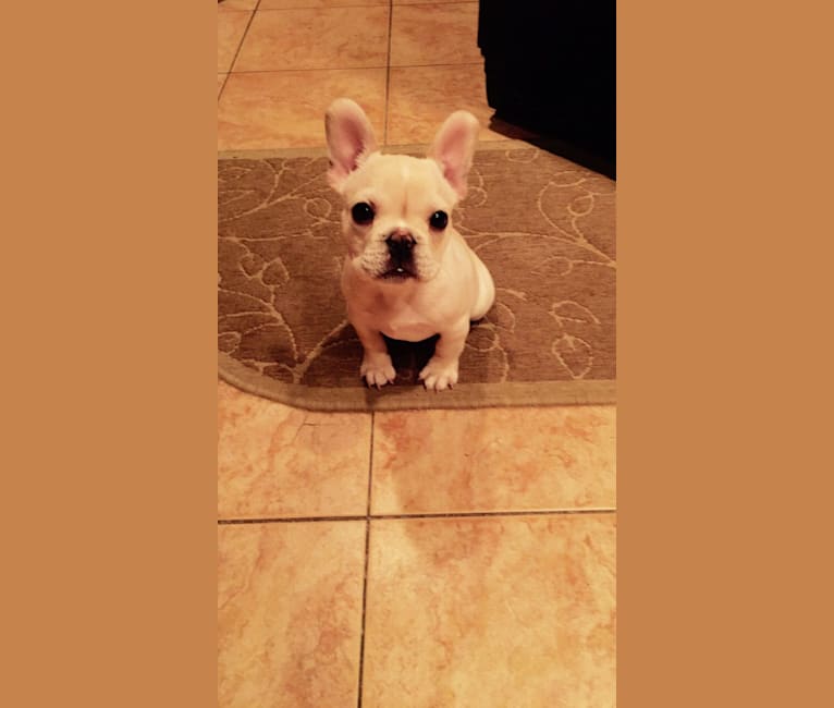 Milo, a French Bulldog tested with EmbarkVet.com