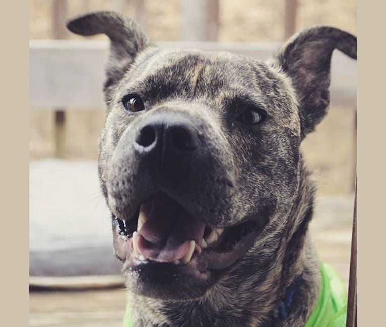 Photo of Paxton, an American Pit Bull Terrier, Boxer, and Chow Chow mix in Charlotte, North Carolina, USA
