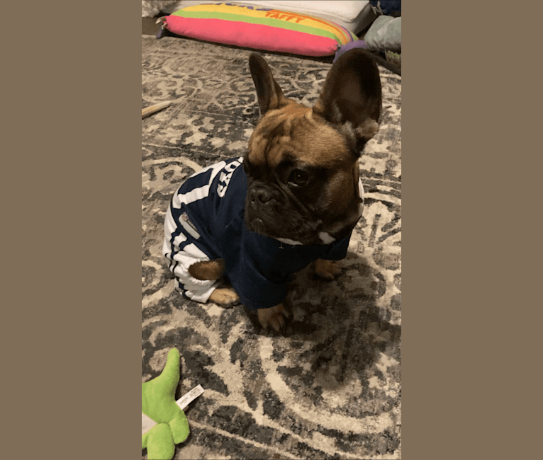 Photo of Bruno, a French Bulldog  in Lewisville, Texas, USA