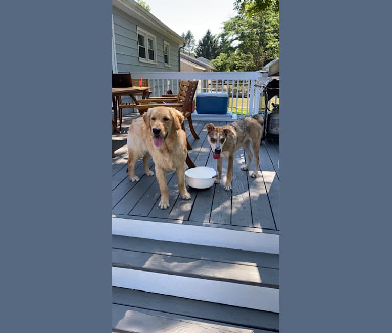 Photo of Beau, a Siberian Husky, American Bulldog, Bulldog, and German Shepherd Dog mix in Kentucky, USA