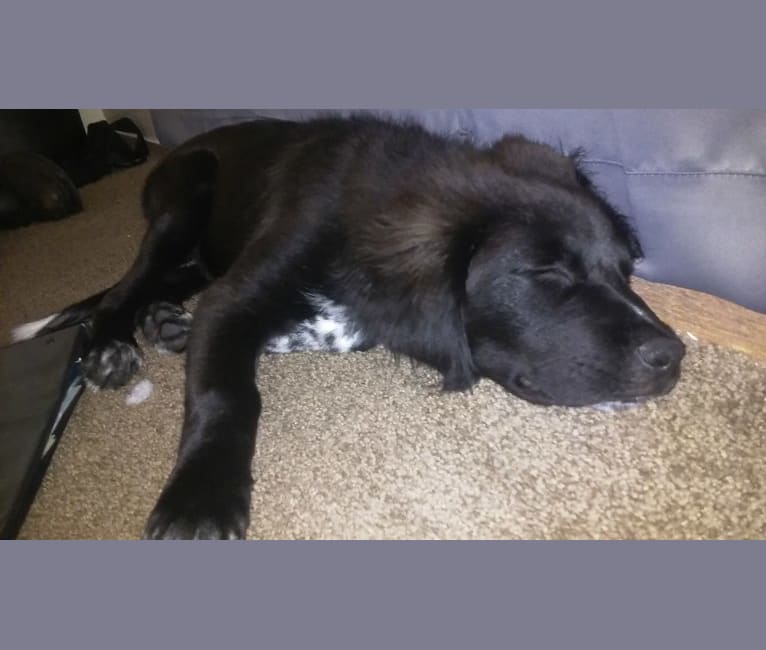 saint bernard border collie mix