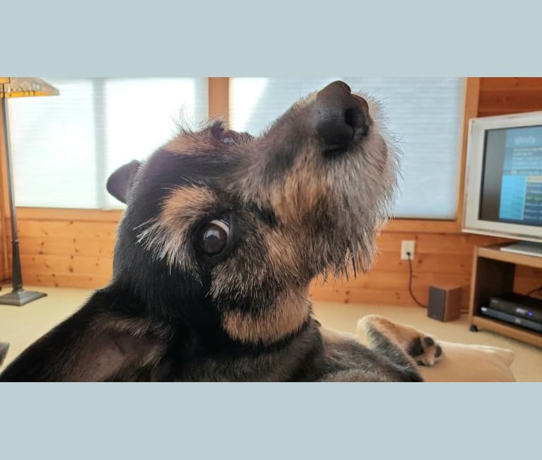 Photo of Baylee, a Yorkshire Terrier, German Shepherd Dog, Cocker Spaniel, and Miniature Pinscher mix in Sisseton, South Dakota, USA
