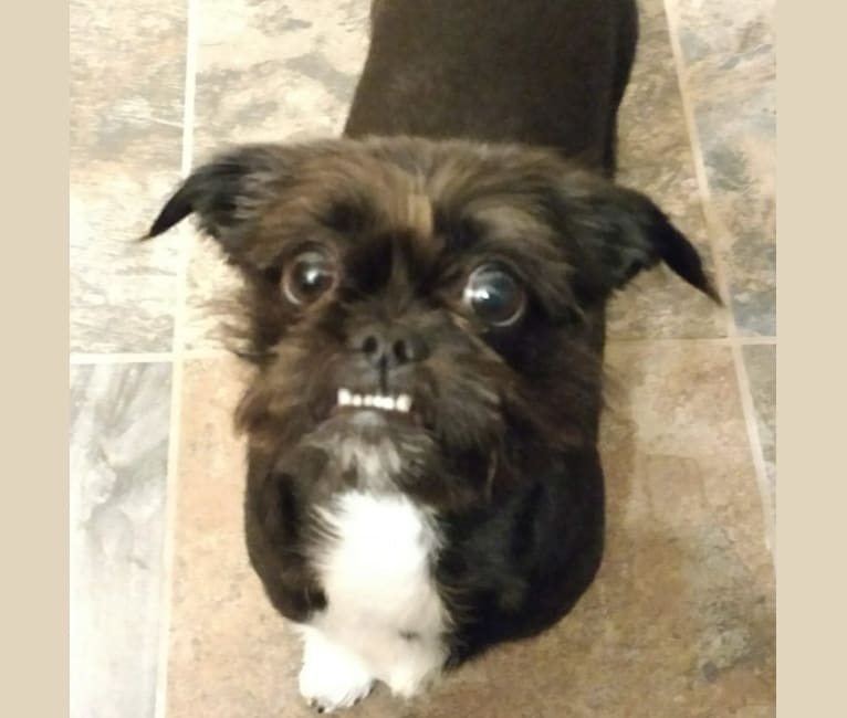 Polka Dot, a Shih Tzu and Chihuahua mix tested with EmbarkVet.com