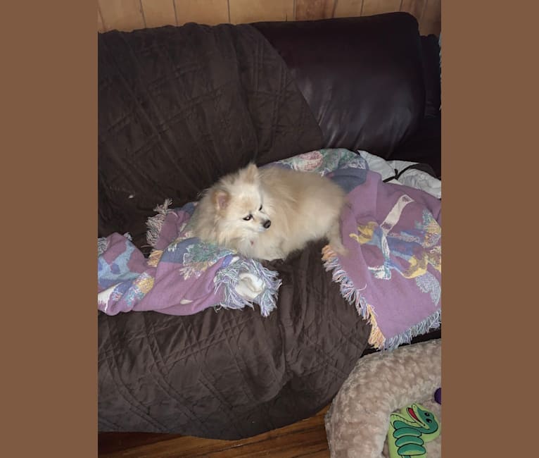 Rockwell, a Pomeranian and Australian Shepherd mix tested with EmbarkVet.com