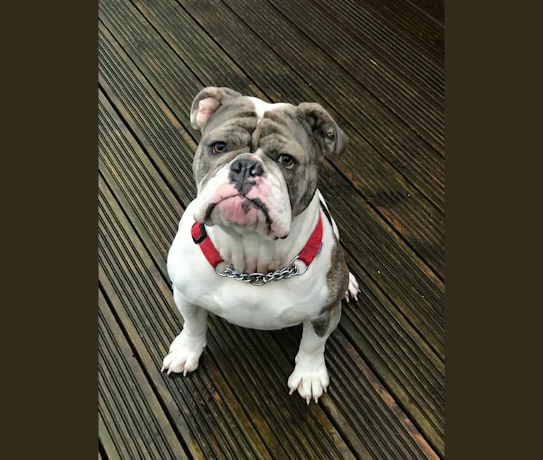 English bulldog dna color testing sales
