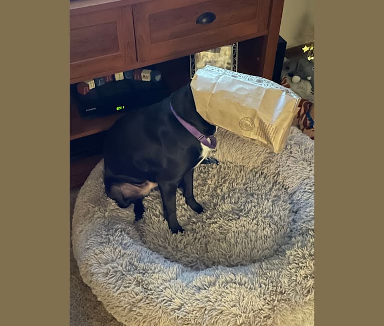 Luna, an American Pit Bull Terrier and Labrador Retriever mix tested with EmbarkVet.com