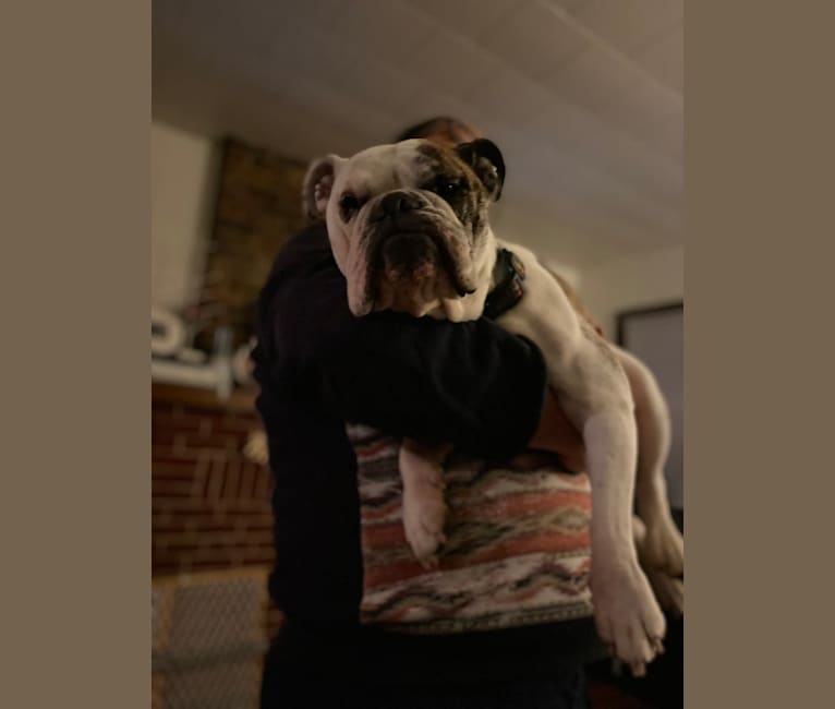 Delilah Jane, a Bulldog tested with EmbarkVet.com