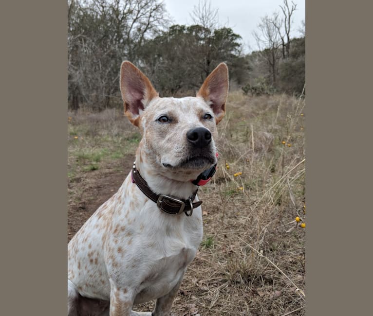 cattle dog terrier mix