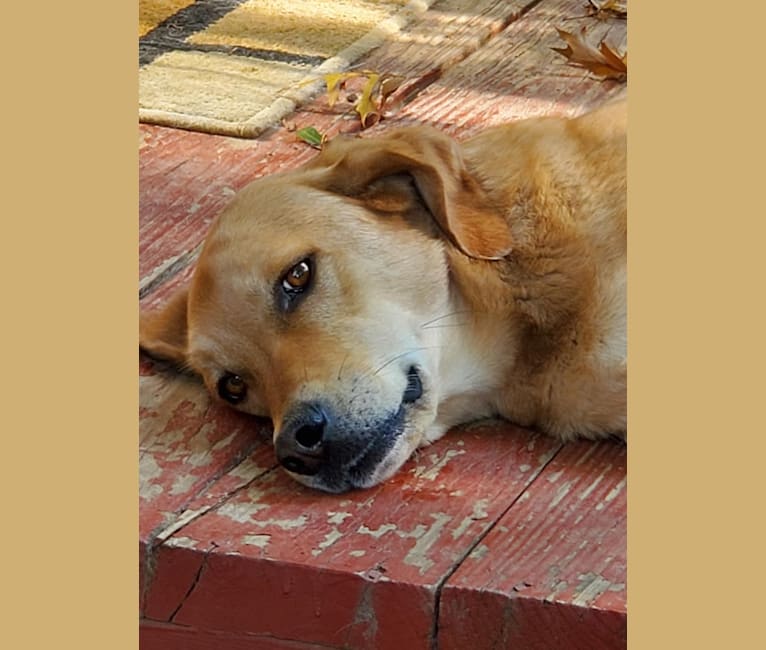 Robin, a West Asian Village Dog tested with EmbarkVet.com