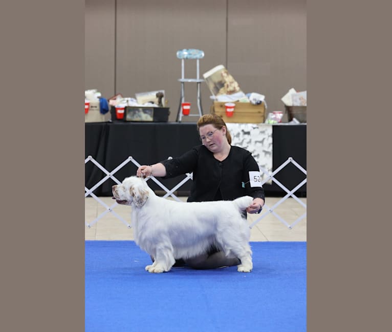 Photo of Sprinkles, a Clumber Spaniel  in Battle Ground, WA, USA