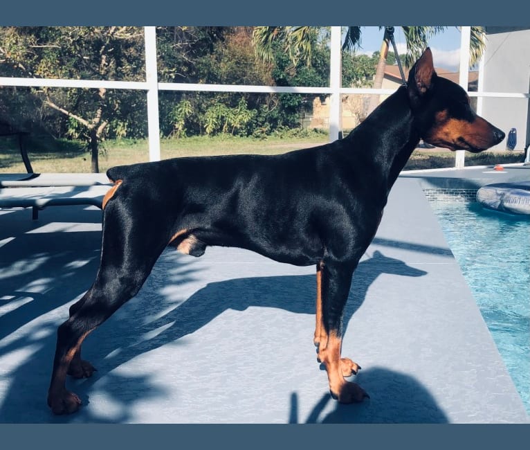 Allania Grand Zeus, a German Pinscher tested with EmbarkVet.com