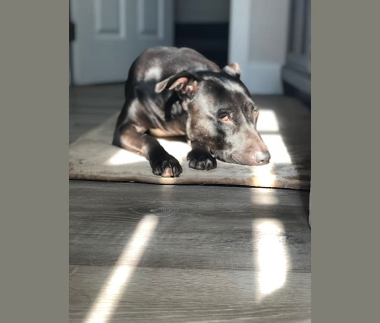Ollie, an American Pit Bull Terrier tested with EmbarkVet.com