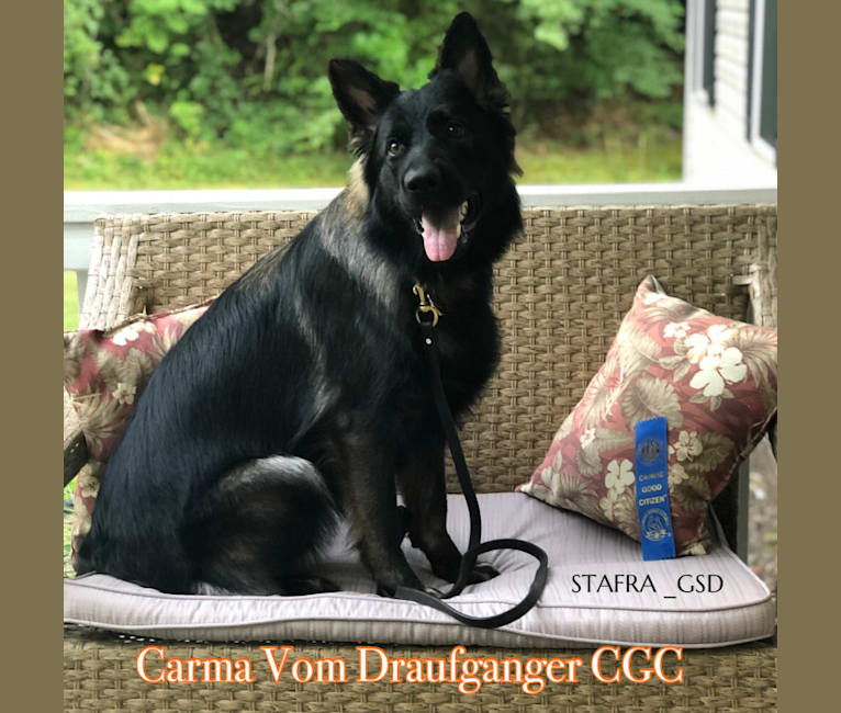 Photo of Carma, a German Shepherd Dog  in Wisconsin, USA