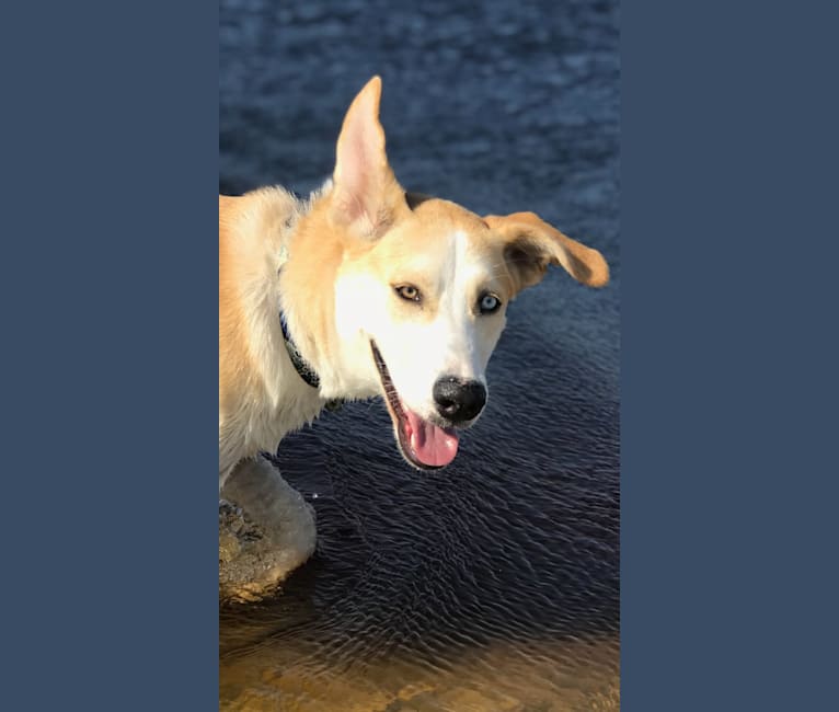 Skye, an American Foxhound and Alaskan Malamute mix tested with EmbarkVet.com