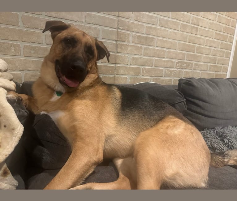 German shepherd cross bulldog shop
