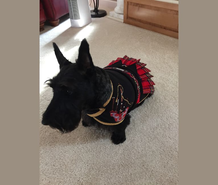 Photo of Stormy Weather, a Scottish Terrier  in Oak Harbor, OH, USA