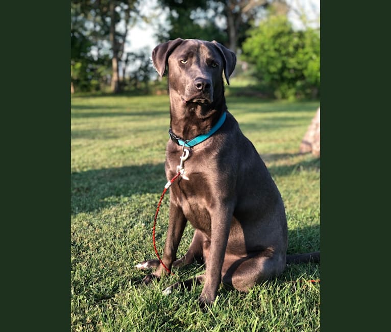 Photo of Hayden, a Doberman Pinscher, American Pit Bull Terrier, Australian Cattle Dog, and Labrador Retriever mix in Somerset, Kentucky, USA