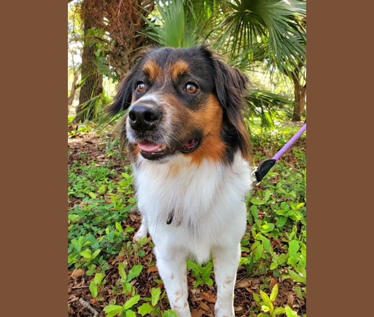 Photo of Logan, a Rat Terrier, Chow Chow, Poodle (Small), and Mixed mix in Miami, Florida, USA