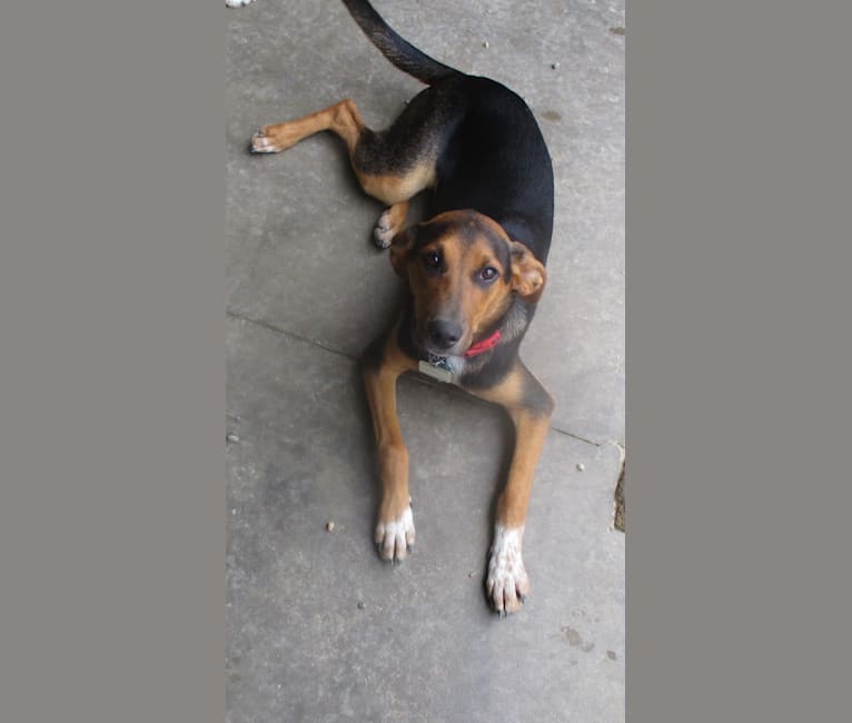 Chara, a Black and Tan Coonhound and Border Collie mix tested with EmbarkVet.com