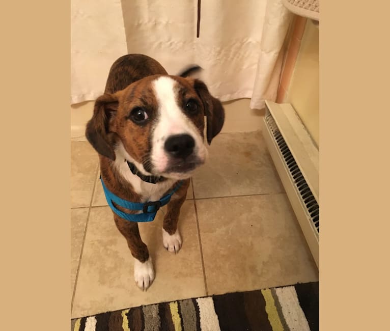 Pope, a Boxer and Russell-type Terrier mix tested with EmbarkVet.com
