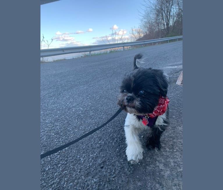 DAJ, a Shih Tzu tested with EmbarkVet.com