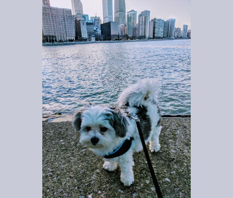 Moomoo, a Maltese and Pomeranian mix tested with EmbarkVet.com