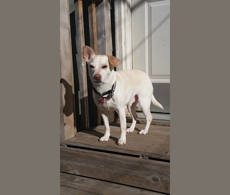 Photo of Mambo, a Chihuahua, Miniature Schnauzer, Miniature Pinscher, and Boston Terrier mix in Colorado, USA