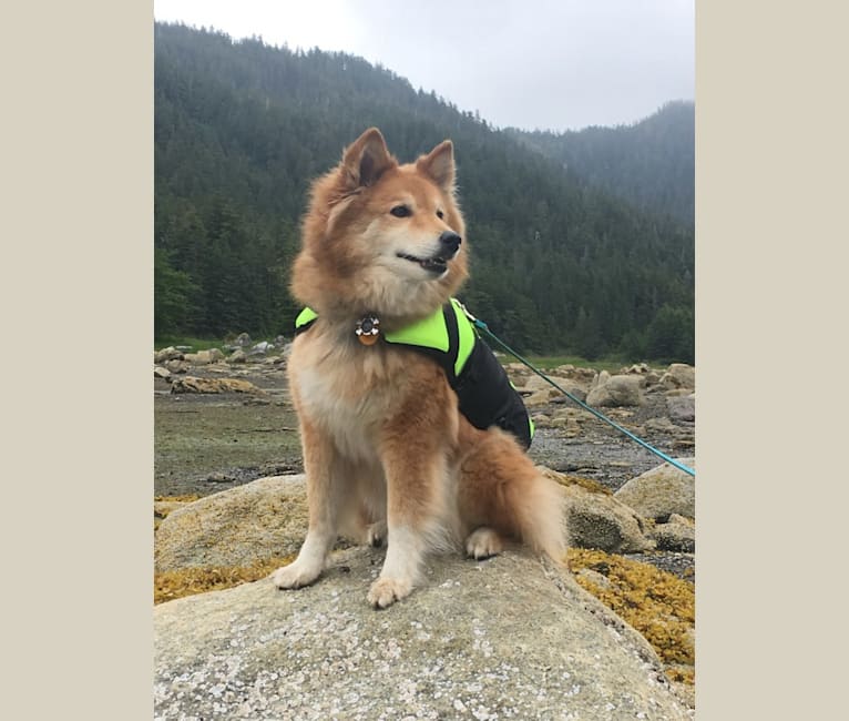 Asmodeus, a Shiba Inu and Shetland Sheepdog mix tested with EmbarkVet.com