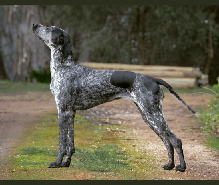 German shorthaired pointer husky mix clearance