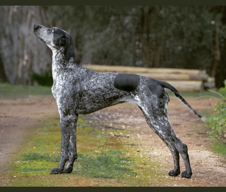 Skadi, a German Shorthaired Pointer and Alaskan-type Husky mix tested with EmbarkVet.com