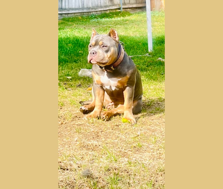 Penny-Mac, an American Bully tested with EmbarkVet.com