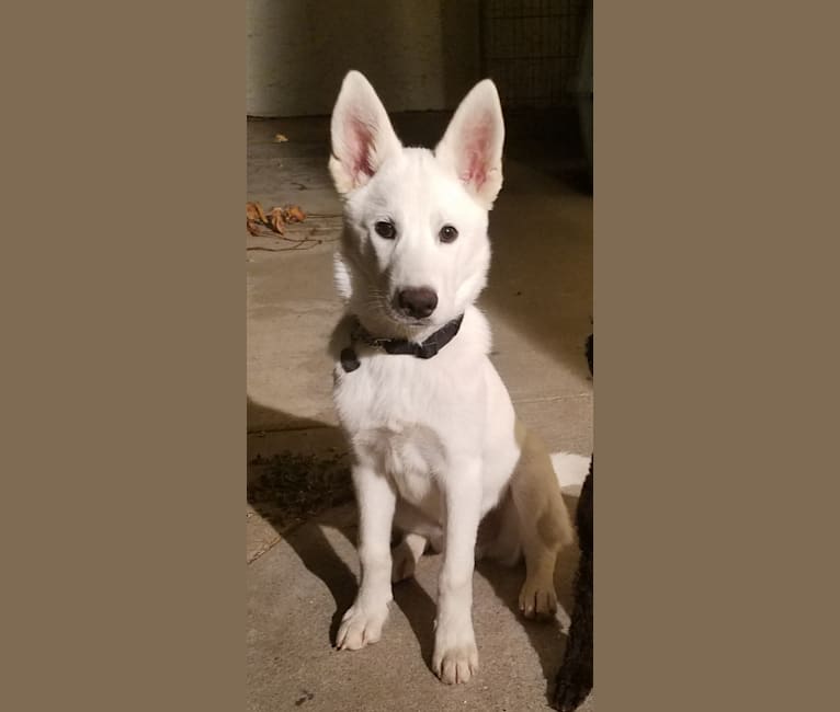 White german shepherd golden retriever mix discount