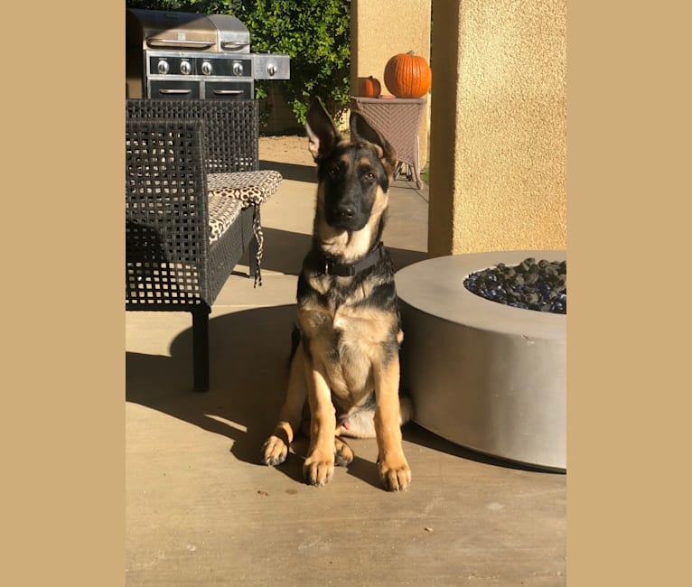 Photo of Loki, a German Shepherd Dog  in Hemet, California, USA