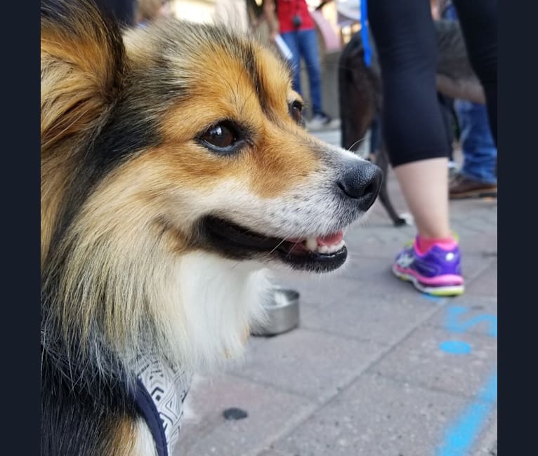 Corgi and 2024 maltese mix