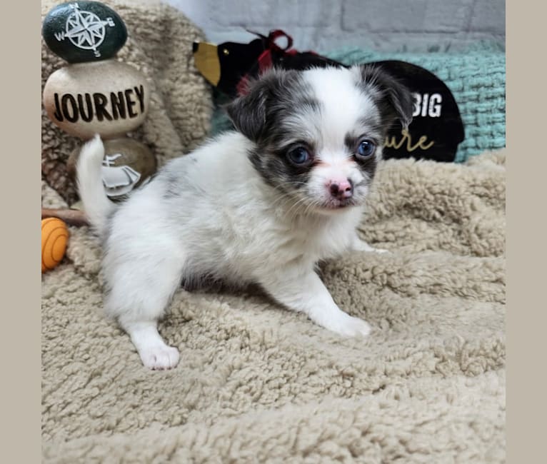 Melrose, a Chihuahua tested with EmbarkVet.com