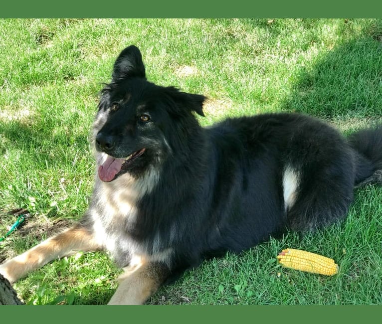 Layla, a German Shepherd Dog and Border Collie mix tested with EmbarkVet.com