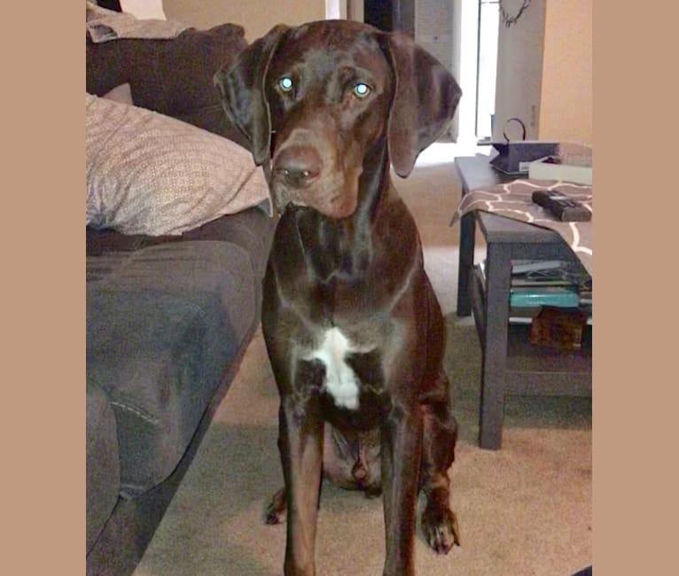 Hank, a German Shorthaired Pointer and Labrador Retriever mix tested with EmbarkVet.com