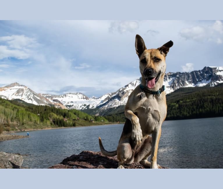 Aspen, a Chow Chow and German Shepherd Dog mix tested with EmbarkVet.com