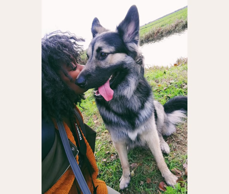 Flóki, an Eastern European Village Dog tested with EmbarkVet.com