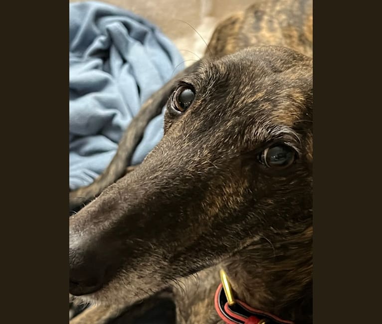 Photo of Minion, a Spanish Galgo  in Spain