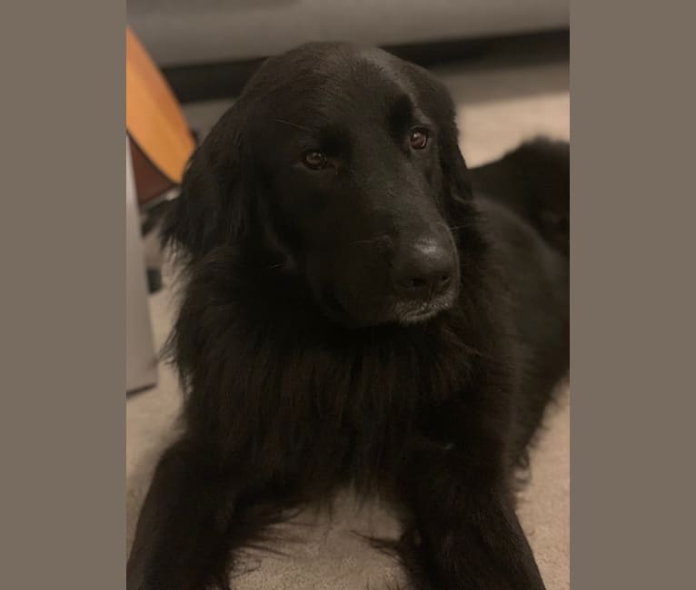 Embark Dog DNA Test Breed