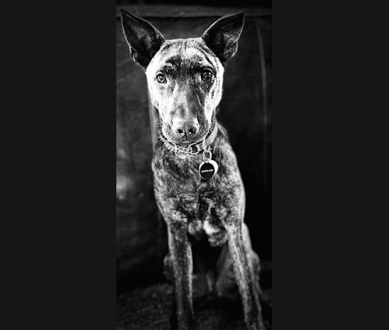 Ringo, a Formosan Mountain Dog tested with EmbarkVet.com